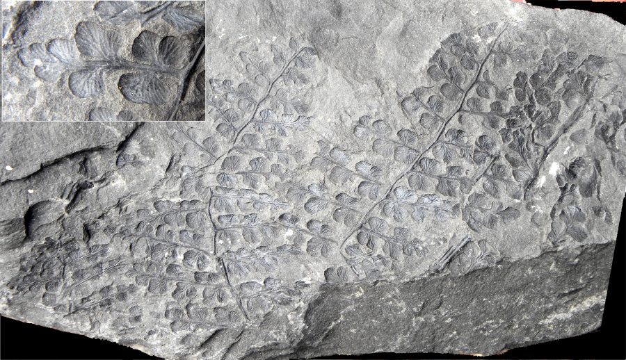 Eusphenopteris neuropteroides
